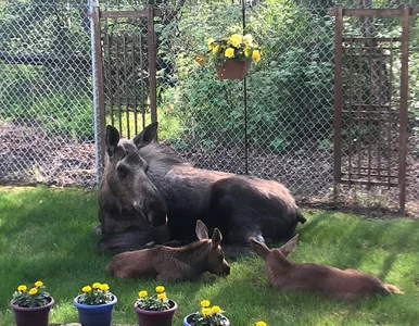 Miniatura: Został w domu, zrobił zdjęcia rodzinie...