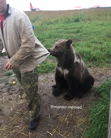 Niedźwiedź Mansur 