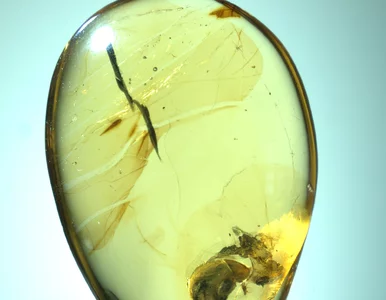 Miniatura: Skamielina, która pokazała naukowcom, że...