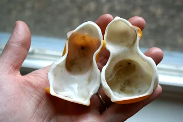 Bakterie i grzyby wewnątrz pływających zabawek 