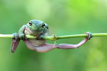 Zdjęcie autorstwa Kurito Afsheena 