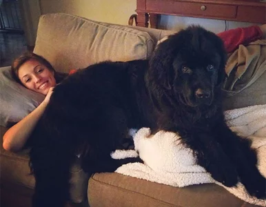 Miniatura: Te psy chyba nie zdają sobie sprawy, jak...