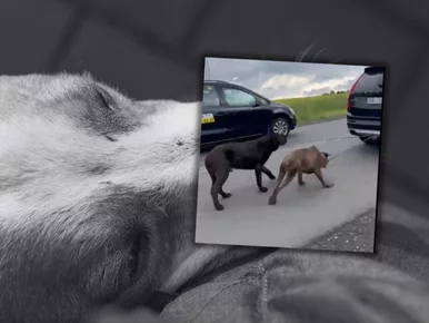 Miniatura: Ciągnął psy za samochodem, tak się...