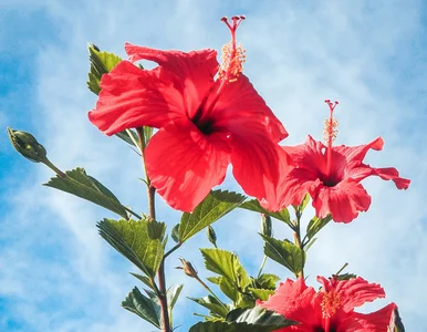Miniatura: Hibiskus ma kwiaty jak męska dłoń. We...
