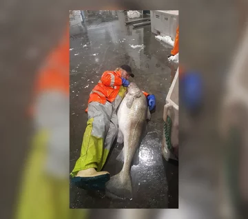 Największy dorsz świata 