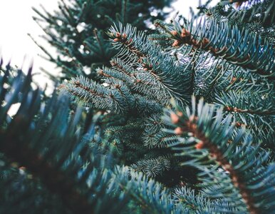 Miniatura: Co wiesz o grudniu? 10 podchwytliwych pytań