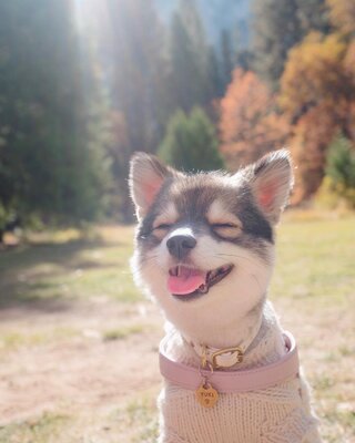 Miniatura: Ten uroczy pies zarabia dzięki zdjęciom na...