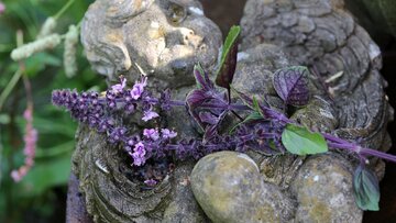 Bazylia kwiatowa Kwitnąca bazylia