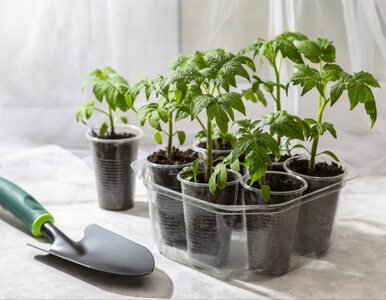Miniatura: Żeby mieć zdrowe sadzonki pomidorów,...