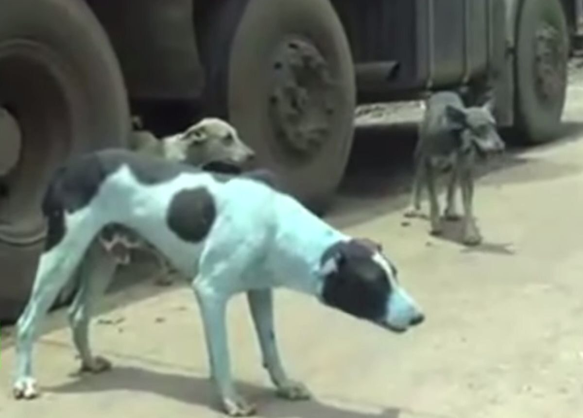 Na ulicach Mumbaju zauważono niebieskie psy 