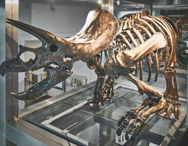 Miniatura: Przez lata się myliliśmy. Przełom w wiedzy...