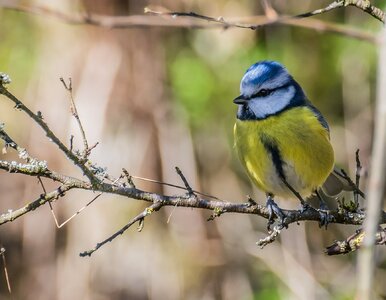 Miniatura: QUIZ. Rozpoznasz ptaki zimujące w Polsce?...