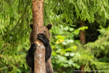 Finaliści konkursu Comedy Wildlife Photo Awards 2021 