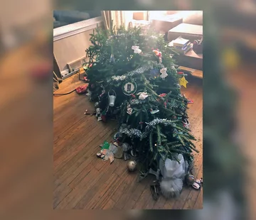 Choinka plus pies równa się katastrofa 