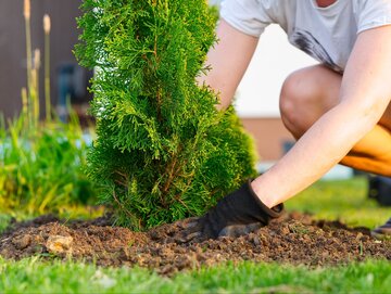 Tuje posadzone w&nbsp;odpowiednio przygotowanej, lekko kwaśnej glebie szybciej się przyjmują i&nbsp;tworzą gęsty, r&oacute;wny żywopłot