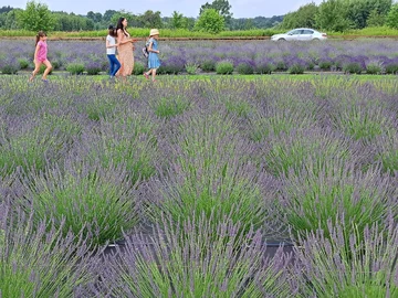 Lawendowa Siwianka, plantacja lawendy pod Warszawą 