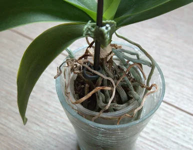 Miniatura: Weź środek na skaleczenia i spryskaj...