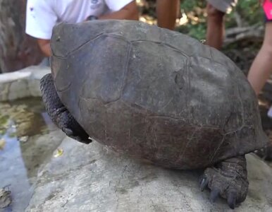 Miniatura: Galapagos. Znaleziono żółwicę z gatunku...