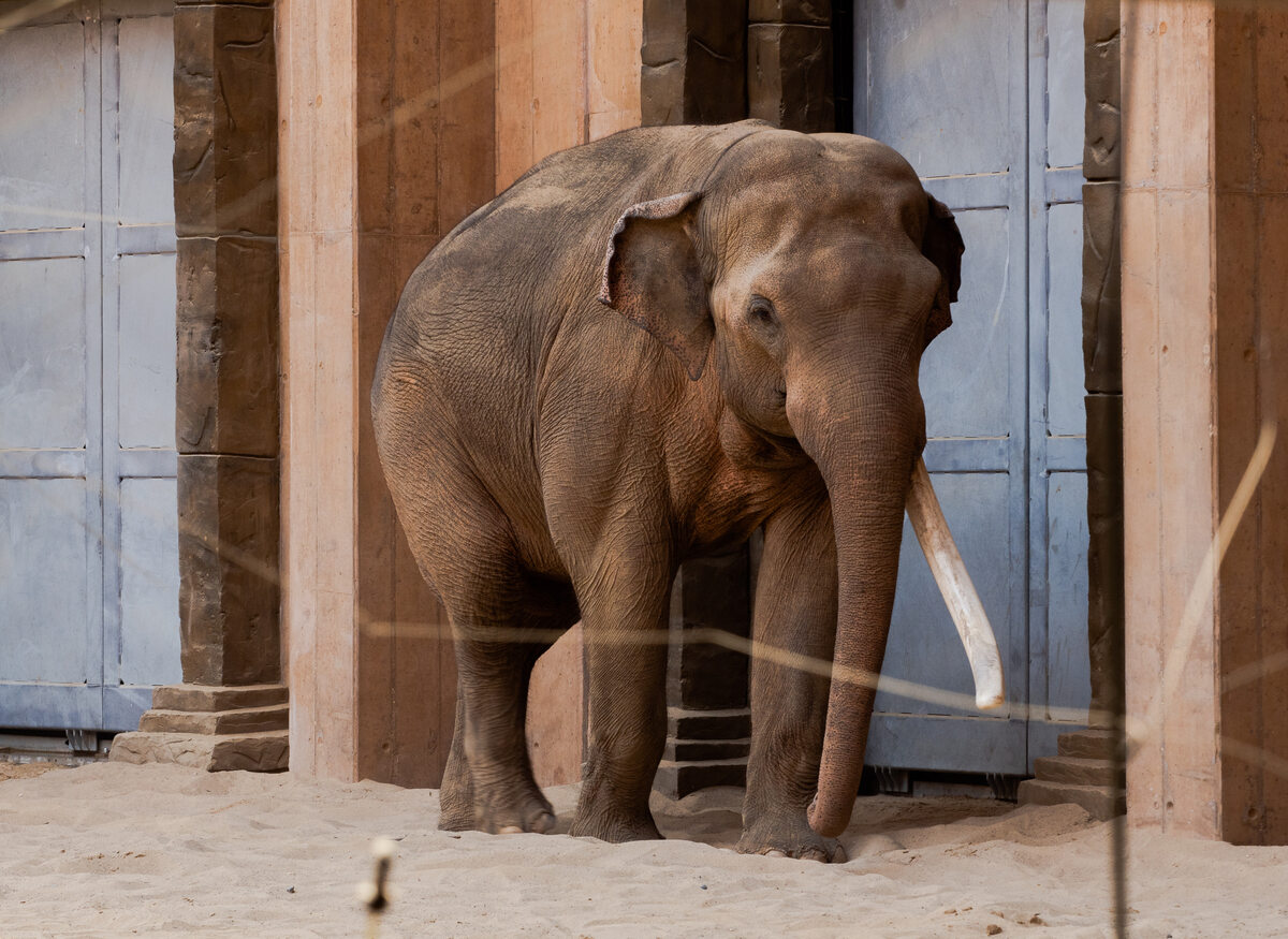 Słoń indyjski Łódzkie orientarium zamieszkuje największy słoń indyjski w Europie. Alexander, bo tak ma na imię, wybieg dzieli z mniejszym kolegą Taru. W planach jest zwiększenie liczebności stada. Docelowo może ono liczyć nawet 10 osobników.