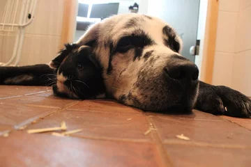 Labrador Blaze 