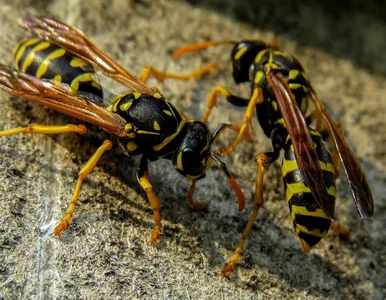 Miniatura: Osy znikają w kilka minut. Ten zapach...