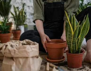 Miniatura: Twoja sansewieria stoi w miejscu? Ten...