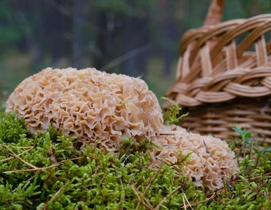Miniatura: Grzybiarze szukają go pod sosnami. „Leśny...