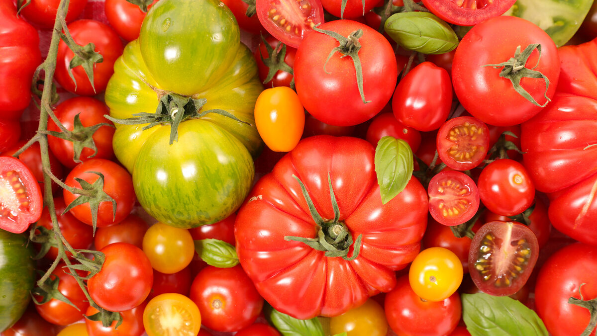 Pomidory, zdjęcie ilustracyjne 