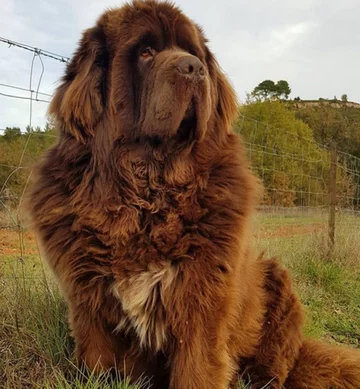 Nowofundlandy w obiektywie włascicieli 