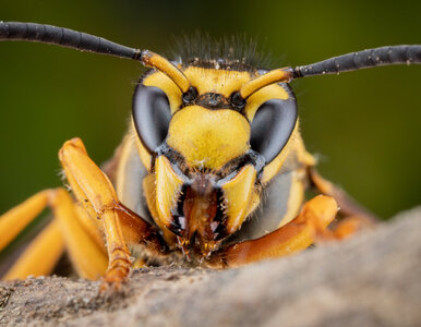 Miniatura: Szerszenie uciekają, gdy poczują.  Tego...