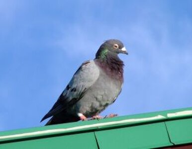 Miniatura: Gołębie szybsze od internetu