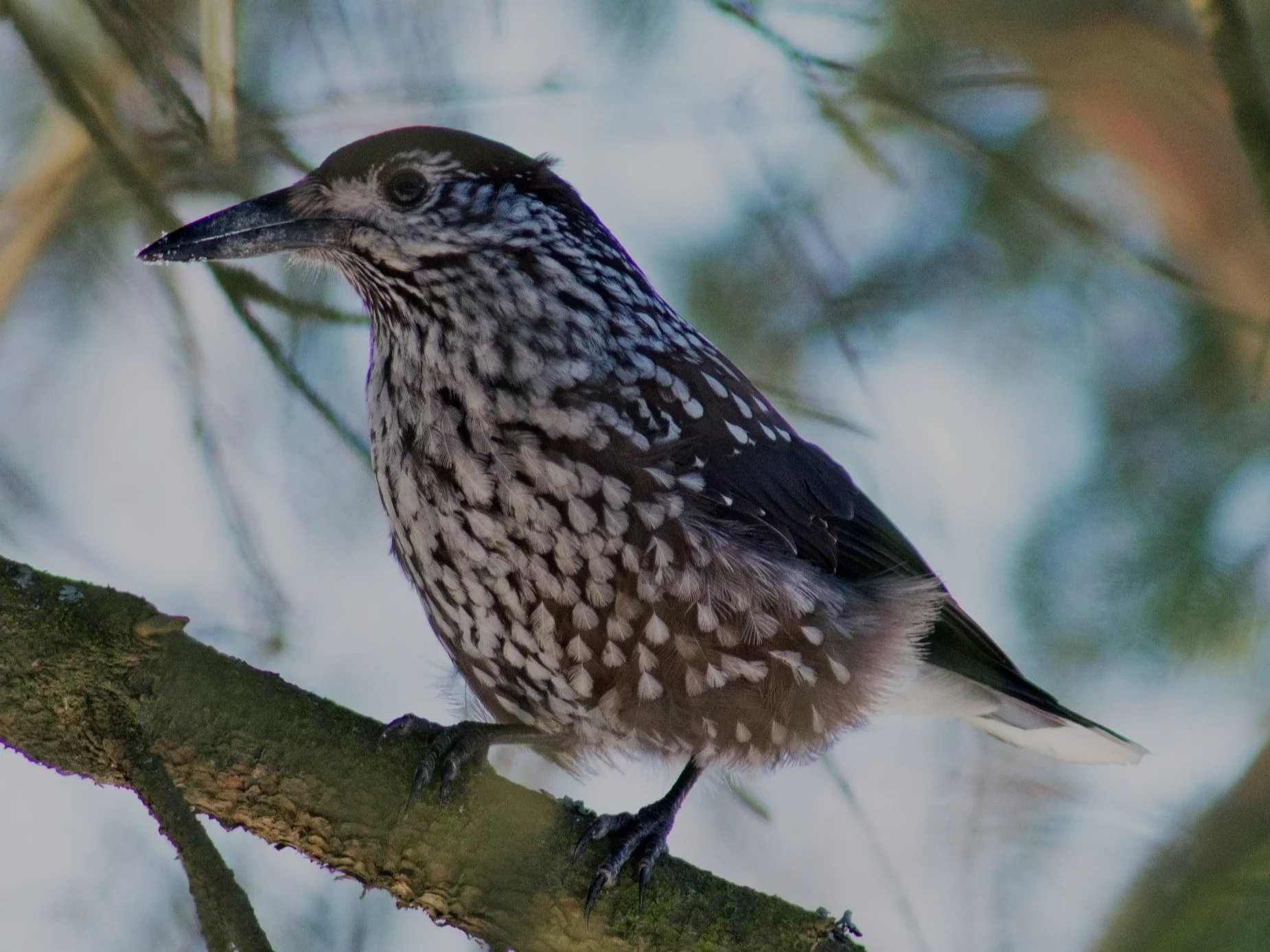 Co to za ptak? Sprawdź, czy rozpoznasz nazwę po jednym zdjęciu