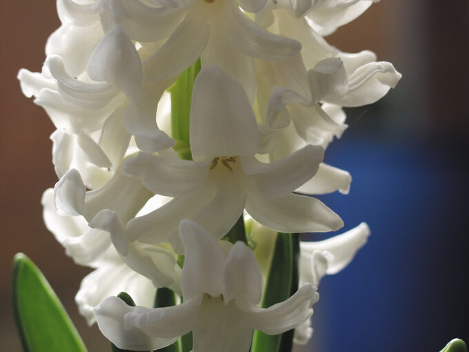 Hiacynty, hyacinthus orientalis