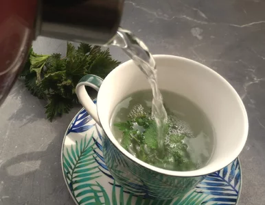 Miniatura: Wielu wyrywa ją z ogródka. Napar z tej...