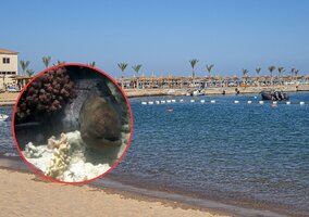 Miniatura: Niebezpieczeństwo na plaży w Egipcie....