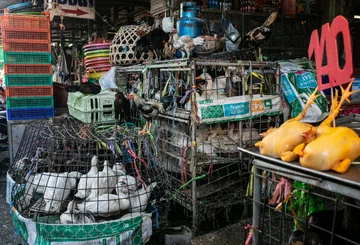 Targ żywych zwierząt Chatuchak w Tajlandii 