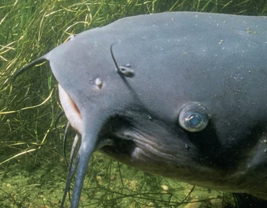 Miniatura: 14-latek złowił rybę-giganta. Takiego...