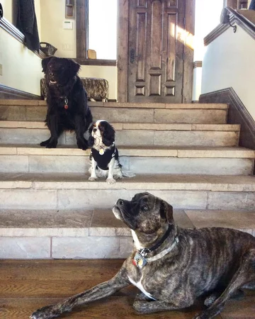 Lucy, Leo i Bear 