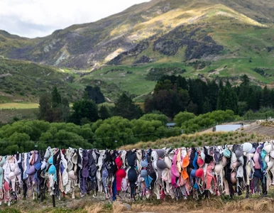 Miniatura: Ta atrakcja może zaskoczyć. Co robi płot...