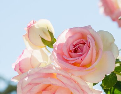 Miniatura: Jak sprawić, by róże kwitły do końca...