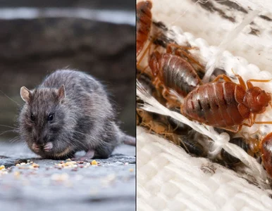 Miniatura: Pluskwy, szczury i osy. Niemieckie media...