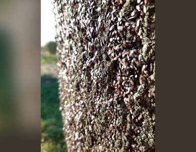 Miniatura: Inwazja śmierdzących owadów w Polsce....