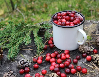 Miniatura: Czy żurawina faktycznie pomaga w...