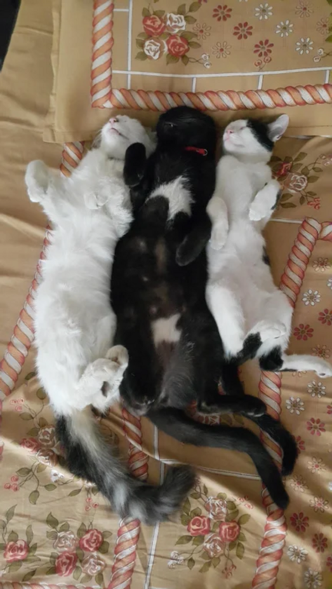 Trzy koty lezące na plecach 