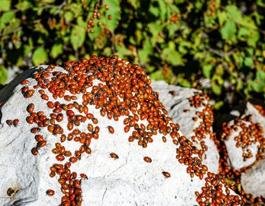 Miniatura: Kolejna inwazja larw biedronek...