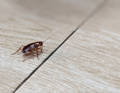 Miniatura: W autobusach zaroiło się od karaluchów....