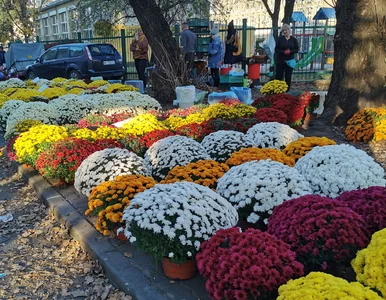 Miniatura: Quiz z nazw roślin. Wiesz, jak je...