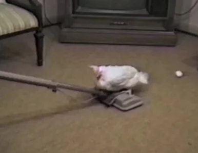 Miniatura: Kura jeździła na odkurzaczu i... zniosła...