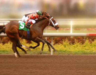 Miniatura: Skarbówka skonfiskowała konia i zarabia na...