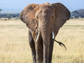 Miniatura: Ogromne zagrożenie dla słoni i małp. Nowe...